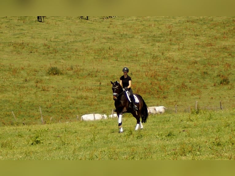 Westfaliano Caballo castrado 7 años 161 cm Castaño oscuro in Iserlohn