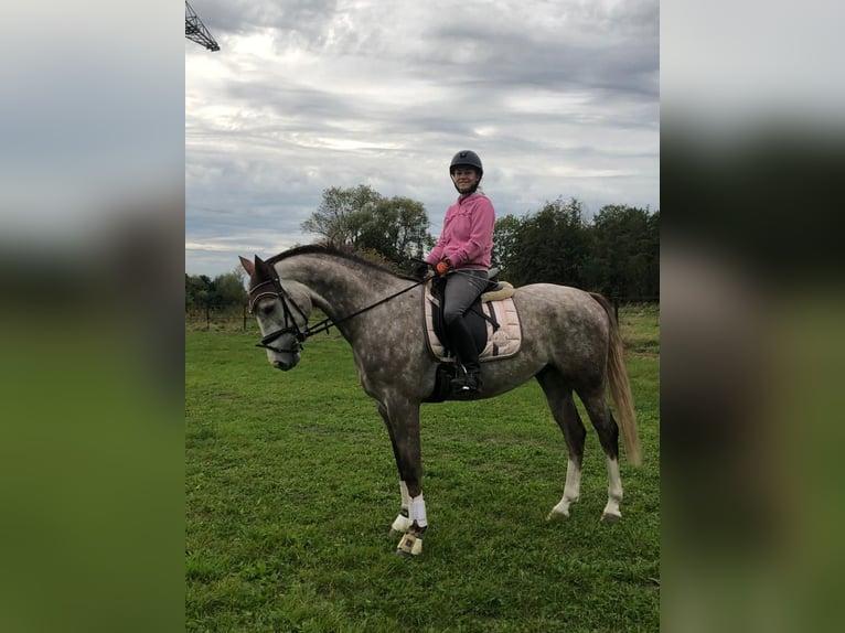 Westfaliano Caballo castrado 7 años 163 cm Tordo in Ahlen