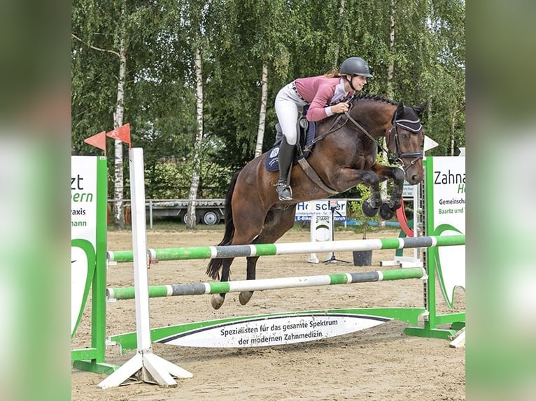 Westfaliano Caballo castrado 7 años 164 cm Castaño in AschebergAscheberg
