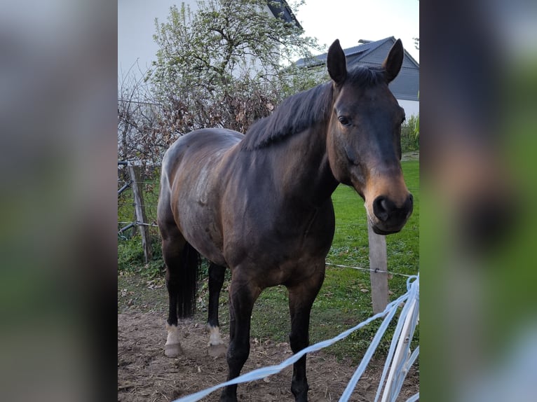 Westfaliano Caballo castrado 7 años 164 cm Castaño oscuro in Brilon