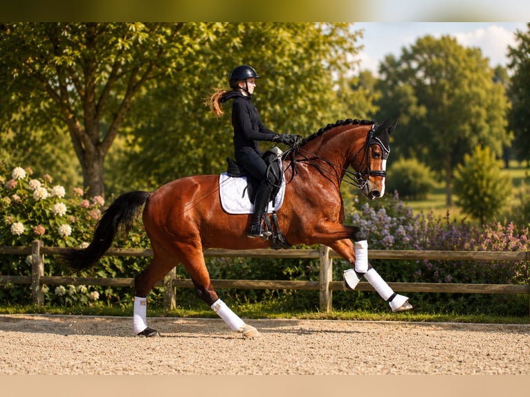 Westfaliano Caballo castrado 7 años 166 cm Castaño in Butjadingen