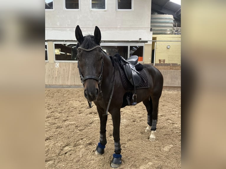 Westfaliano Caballo castrado 7 años 166 cm Castaño in Beaufort