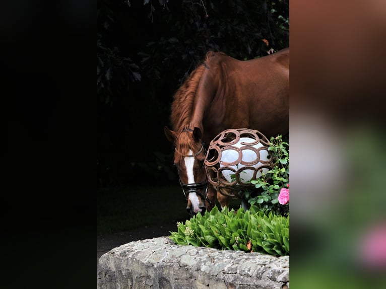 Westfaliano Caballo castrado 7 años 167 cm Alazán in Blombergrg