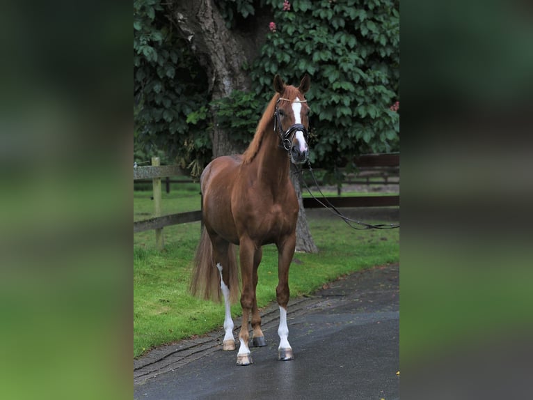 Westfaliano Caballo castrado 7 años 167 cm Alazán in Blombergrg