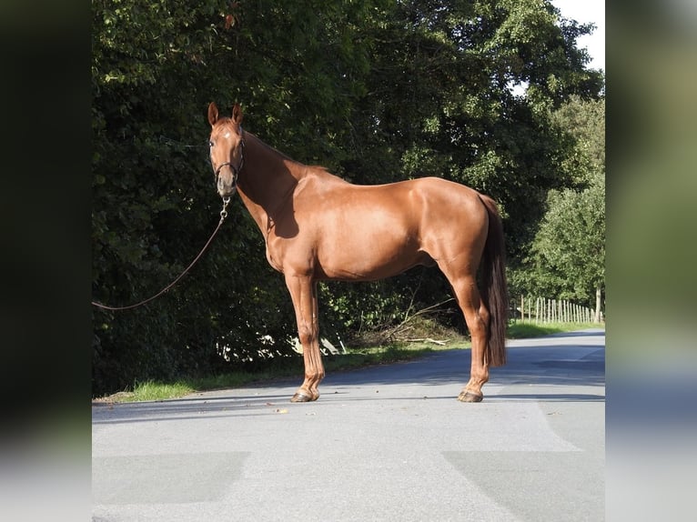 Westfaliano Caballo castrado 7 años 167 cm Alazán in VerL
