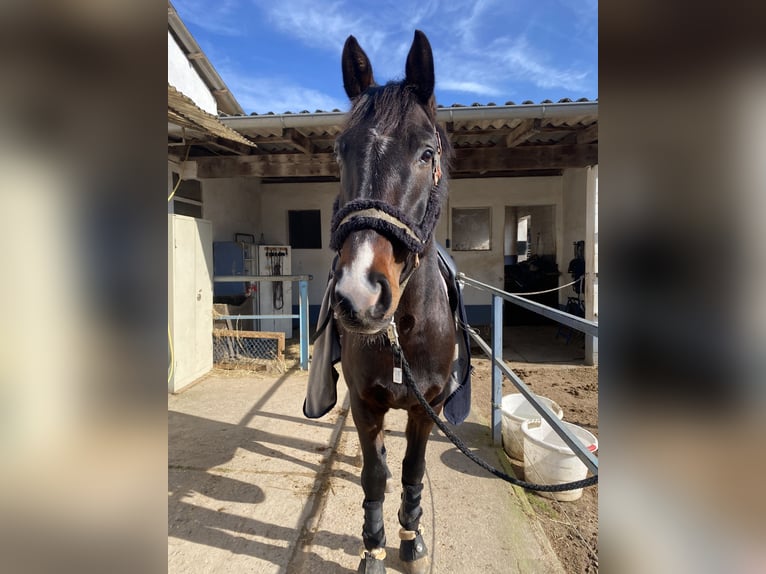 Westfaliano Caballo castrado 7 años 167 cm Alazán-tostado in Langen