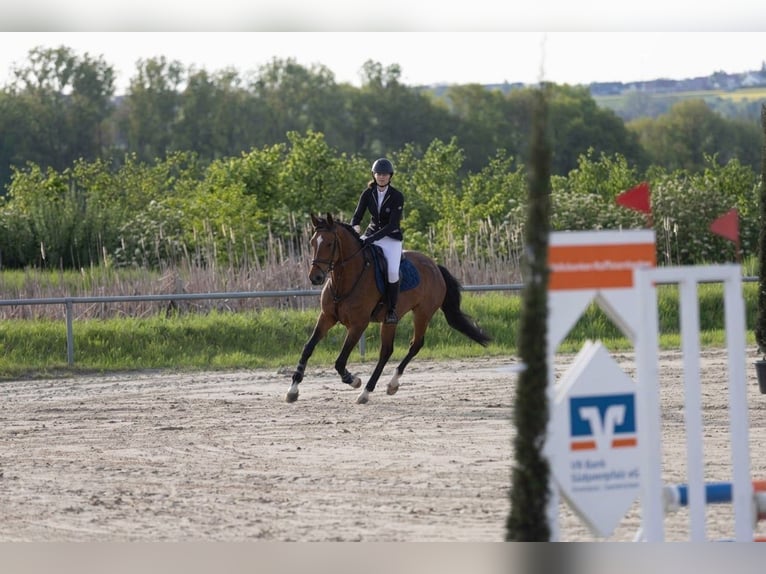 Westfaliano Caballo castrado 7 años 167 cm Castaño in Bechhofen