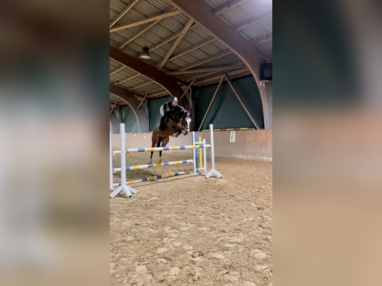 Westfaliano Caballo castrado 7 años 167 cm Castaño in Grefrath