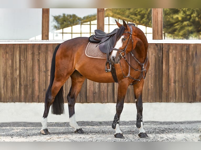 Westfaliano Caballo castrado 7 años 167 cm Castaño in Grefrath