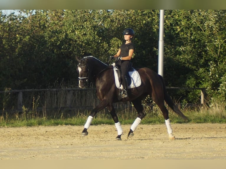 Westfaliano Caballo castrado 7 años 167 cm Negro in Iserlohn