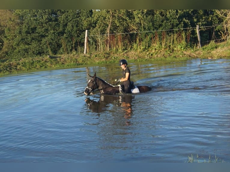 Westfaliano Caballo castrado 7 años 167 cm Negro in Iserlohn