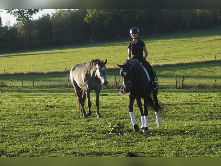 Westfaliano Caballo castrado 7 años 167 cm Negro in Iserlohn