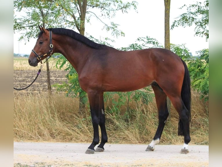 Westfaliano Caballo castrado 7 años 168 cm Castaño in Boulogne-Billancourt