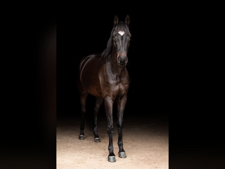 Westfaliano Caballo castrado 7 años 168 cm Castaño oscuro in Eitorf