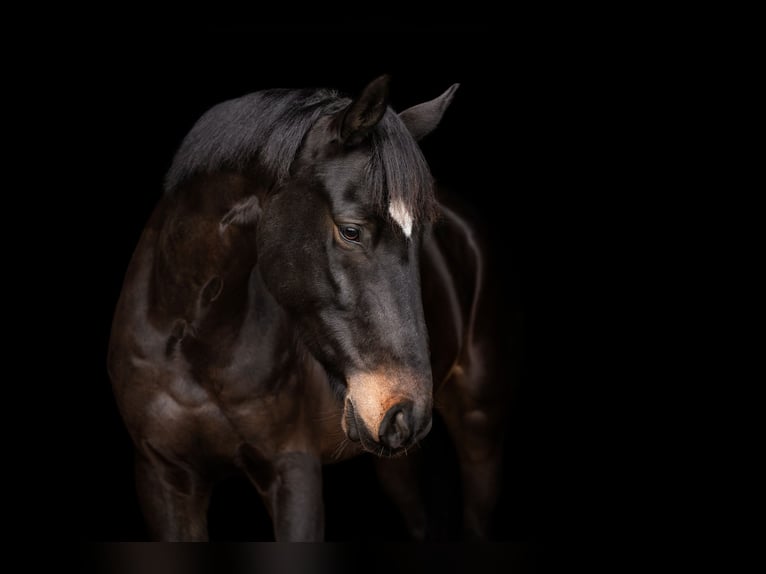 Westfaliano Caballo castrado 7 años 168 cm Castaño oscuro in Eitorf