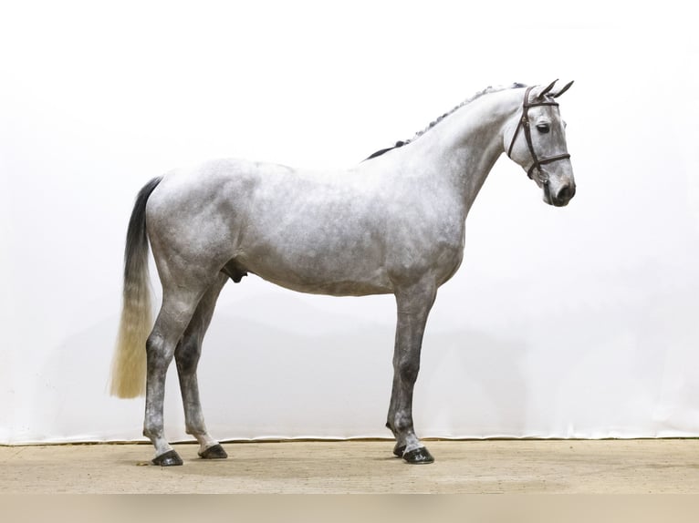 Westfaliano Caballo castrado 7 años 168 cm Musgo in Waddinxveen