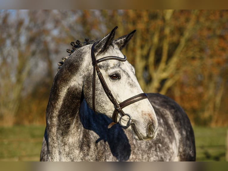 Westfaliano Caballo castrado 7 años 168 cm Tordo in Riedstadt