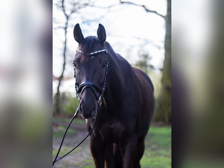 Westfaliano Caballo castrado 7 años 169 cm Alazán-tostado in Billerbeck