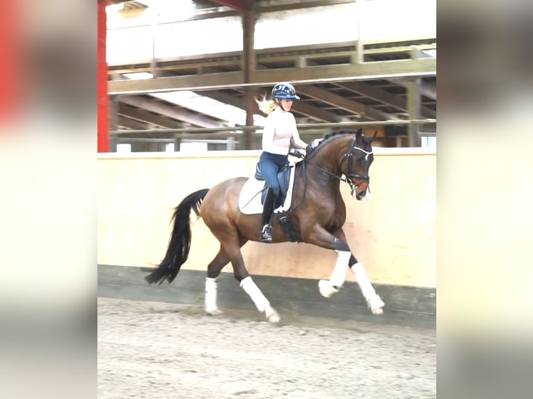 Westfaliano Caballo castrado 7 años 169 cm Castaño in Hohenfelde