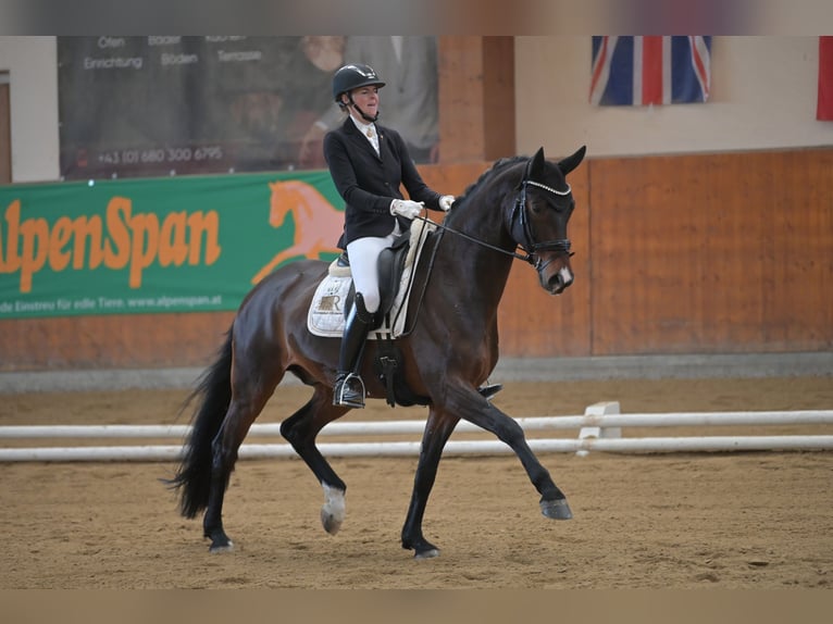 Westfaliano Caballo castrado 7 años 169 cm Castaño oscuro in Freiensteinau