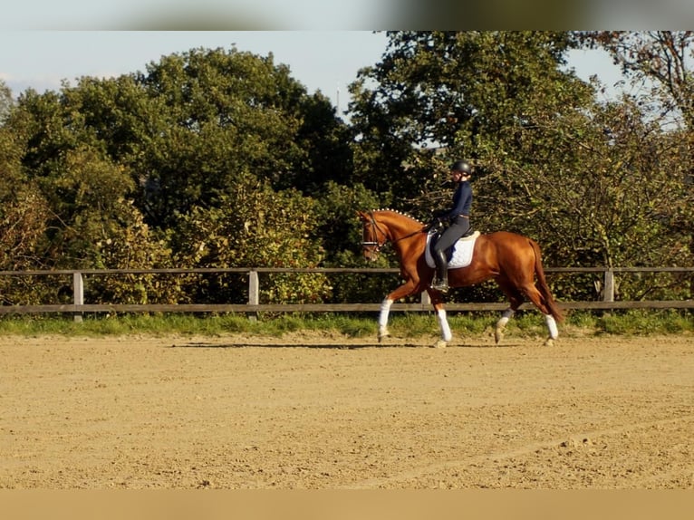 Westfaliano Caballo castrado 7 años 170 cm Alazán in Iserlohn