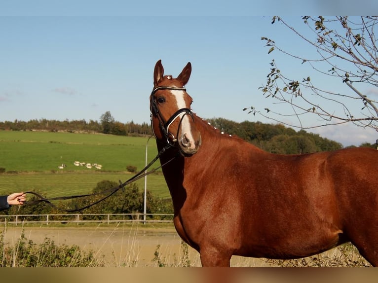 Westfaliano Caballo castrado 7 años 170 cm Alazán in Iserlohn