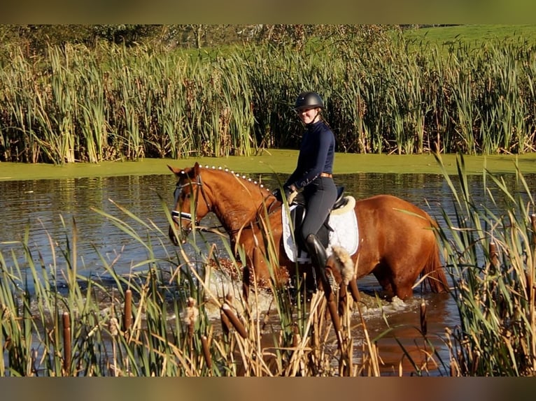 Westfaliano Caballo castrado 7 años 170 cm Alazán in Iserlohn