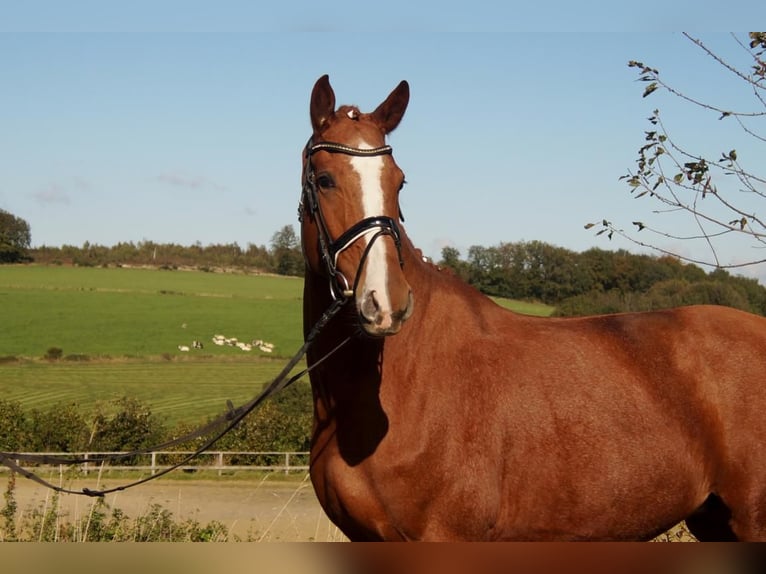 Westfaliano Caballo castrado 7 años 170 cm Alazán in Iserlohn