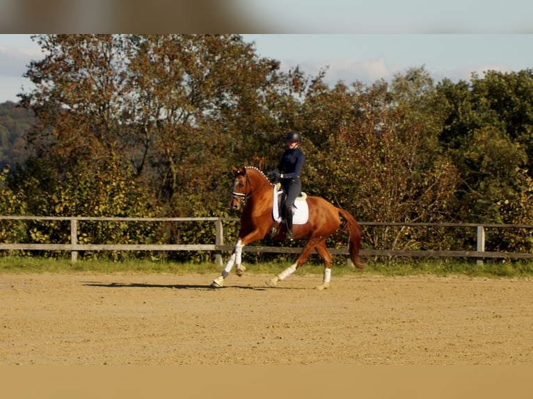 Westfaliano Caballo castrado 7 años 170 cm Alazán in Iserlohn