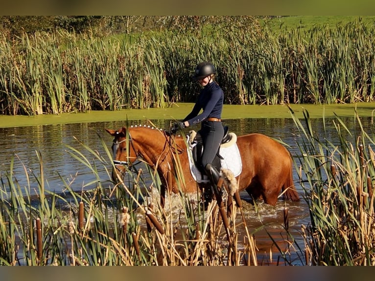 Westfaliano Caballo castrado 7 años 170 cm Alazán in Iserlohn