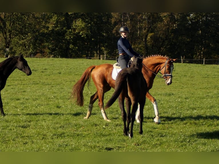 Westfaliano Caballo castrado 7 años 170 cm Alazán in Iserlohn