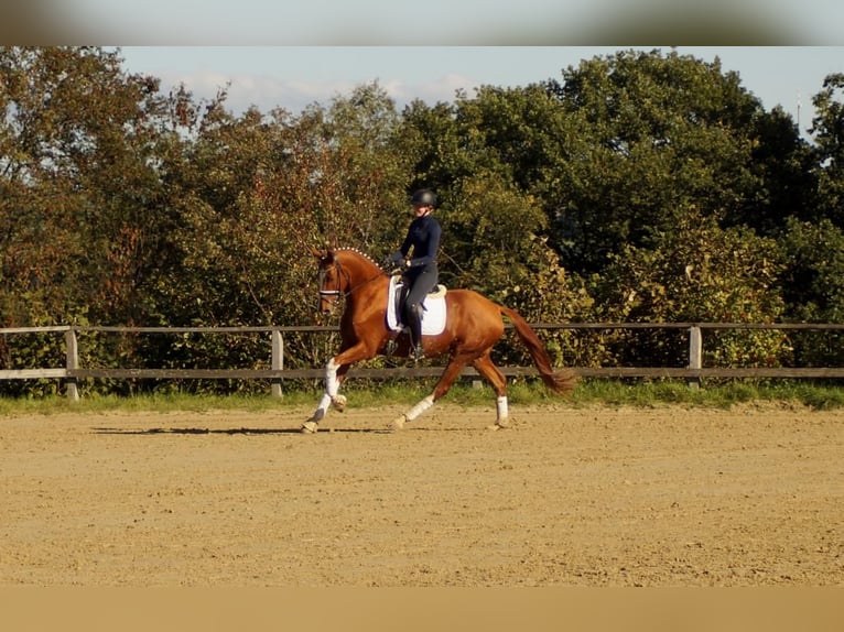 Westfaliano Caballo castrado 7 años 170 cm Alazán in Iserlohn