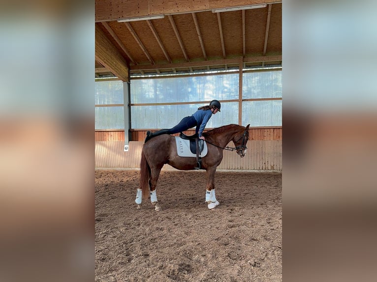 Westfaliano Caballo castrado 7 años 170 cm Alazán-tostado in Fürstenau