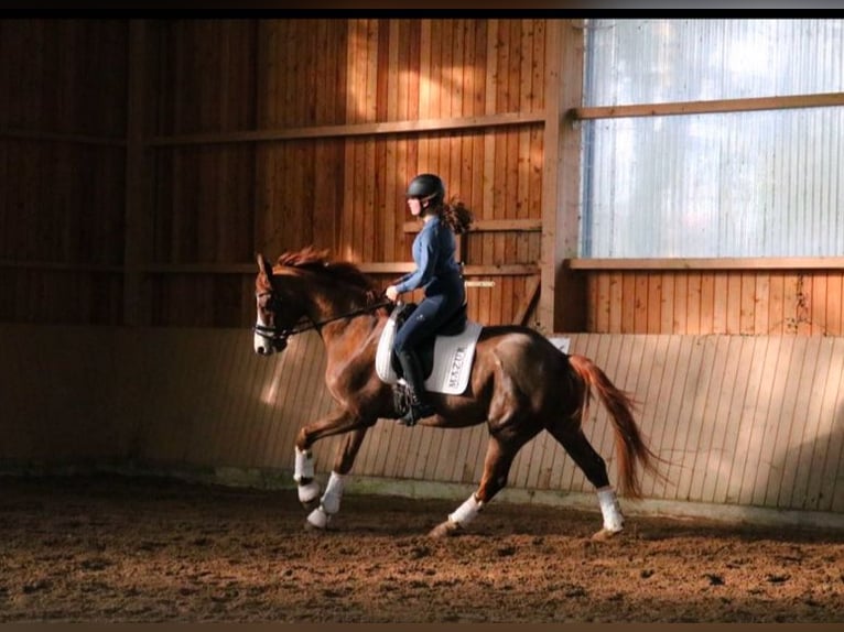 Westfaliano Caballo castrado 7 años 170 cm Alazán-tostado in Fürstenau