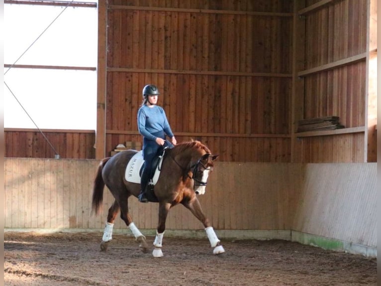 Westfaliano Caballo castrado 7 años 170 cm Alazán-tostado in Fürstenau