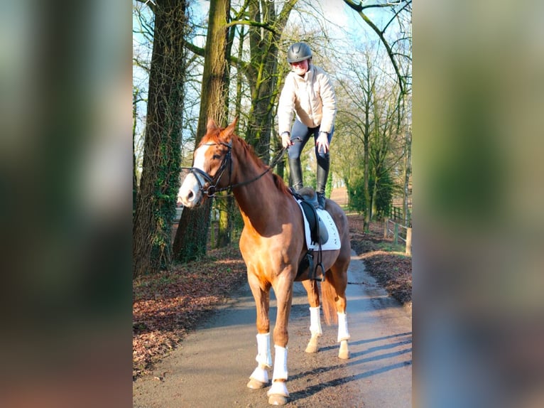 Westfaliano Caballo castrado 7 años 170 cm Alazán-tostado in Fürstenau