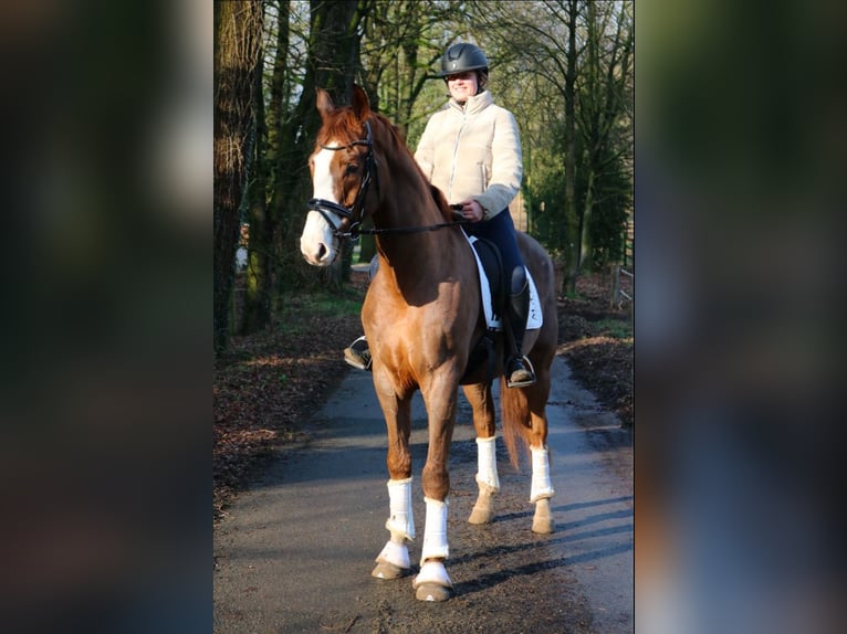 Westfaliano Caballo castrado 7 años 170 cm Alazán-tostado in Fürstenau