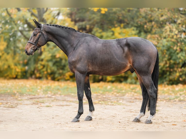 Westfaliano Caballo castrado 7 años 170 cm in Zduchovice