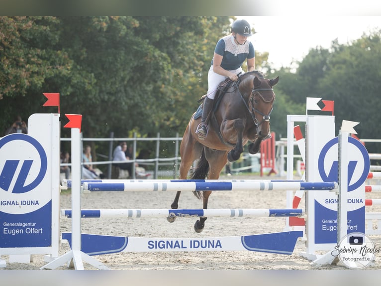 Westfaliano Caballo castrado 7 años 170 cm Castaño in Minden