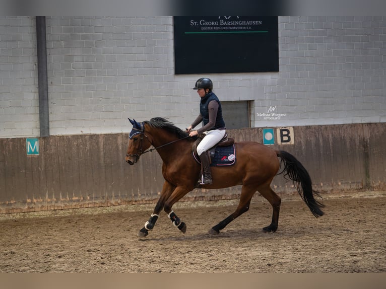 Westfaliano Caballo castrado 7 años 170 cm Castaño in Minden