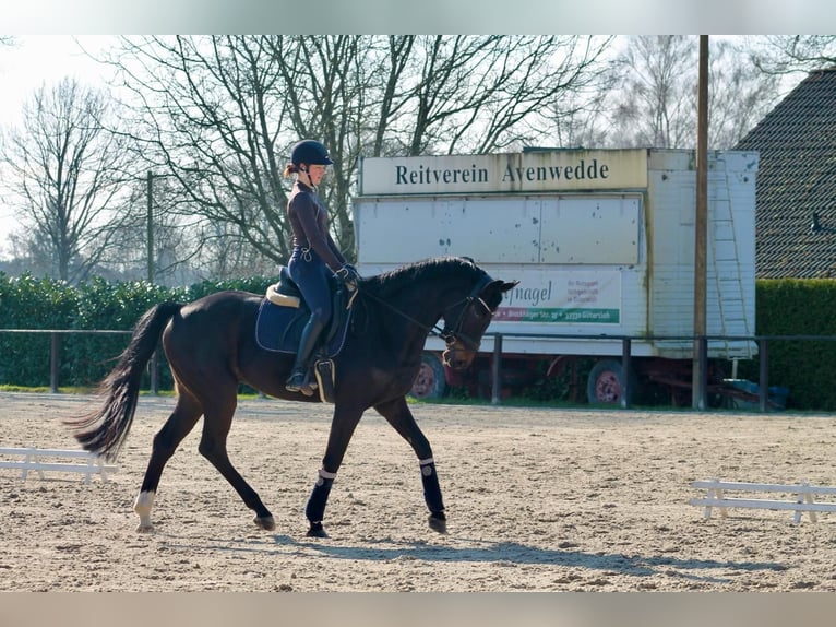 Westfaliano Caballo castrado 7 años 170 cm Castaño oscuro in Gütersloh