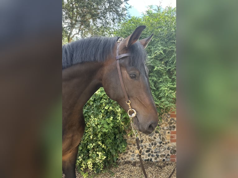 Westfaliano Caballo castrado 7 años 170 cm Castaño rojizo in Walsham Le Willows