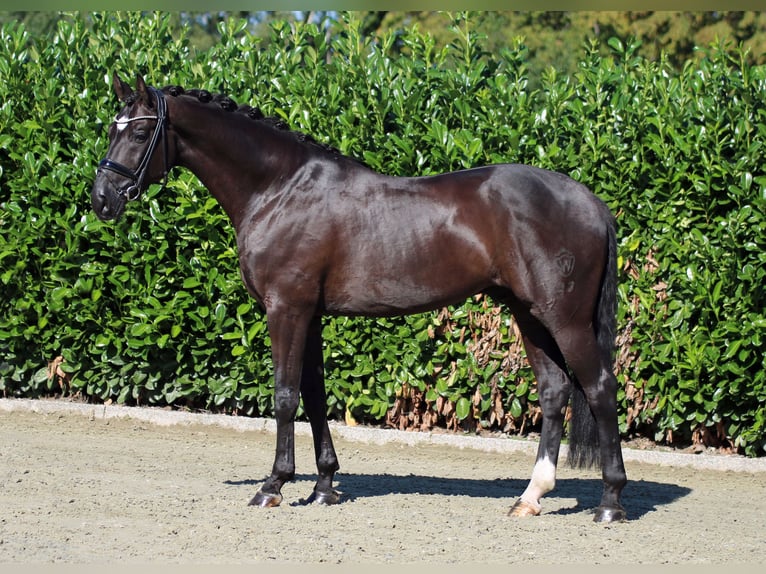 Westfaliano Caballo castrado 7 años 170 cm Negro in Greven