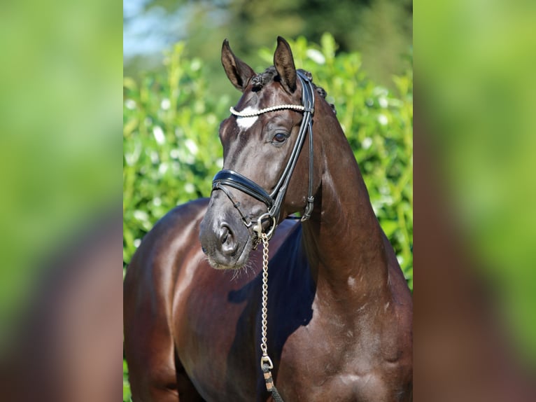 Westfaliano Caballo castrado 7 años 170 cm Negro in Greven