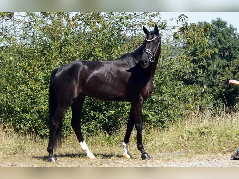 Westfaliano Caballo castrado 7 años 170 cm Negro in Iserlohn