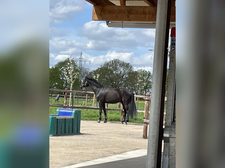 Westfaliano Caballo castrado 7 años 170 cm Negro in Münster