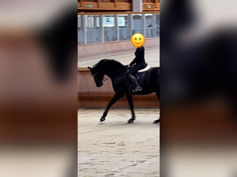 Westfaliano Caballo castrado 7 años 170 cm Negro in Münster