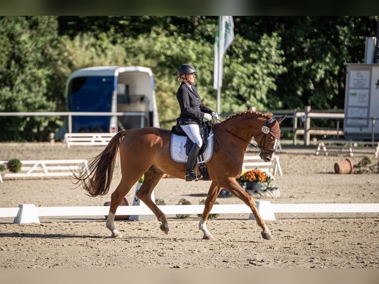 Westfaliano Caballo castrado 7 años 172 cm Alazán in Rheda-Wiedenbrück