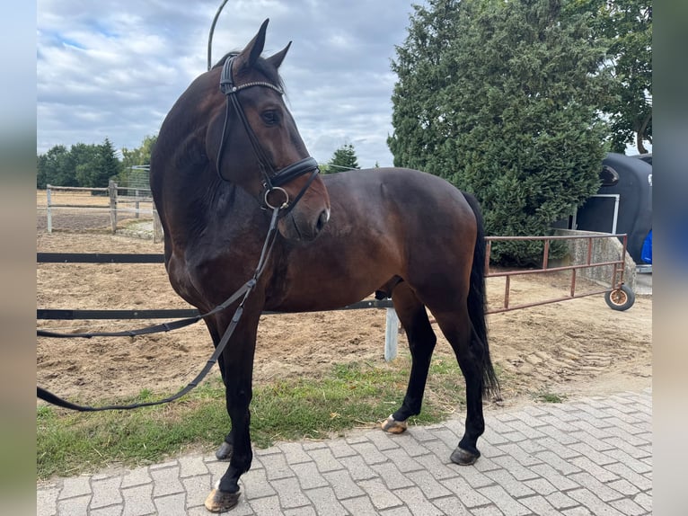 Westfaliano Caballo castrado 7 años 172 cm Castaño in Sendenhorst