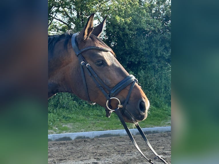 Westfaliano Caballo castrado 7 años 172 cm Castaño oscuro in München-Zorneding